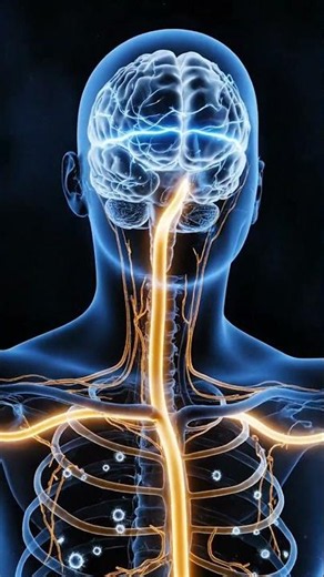 What Happens to Your Body When You Sleep #Sleep #SleepScience #3DAnimation #MedicalAnimation
