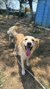 Meet Rainbow — the bright, joyful spark who’s not just the rainbow, but also the pot of gold at the end of it. 🌈 ✨ Rainbow’s journey began on the streets, where she curled up each night on the doorstep of a kind woman’s shop. Even with so little, she carried a gentle glow that made people stop and smile☺️. Some dogs just have that magic 🪄built in — and Rainbow is one of them. Now safe, loved, and ready for her next chapter, Rainbow is leaning fully into her happy, playful self. She adores atte