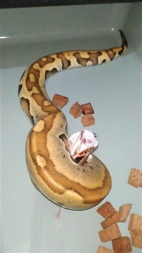 Pemberian pakan ular dipong tikus asf african soft fur