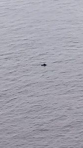 4.6M views · 44K reactions | Adios | Zidane Ramadhan | Facebook