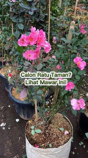 Butterfly Rose Mother Plants That Will Make You Want to Own Them!