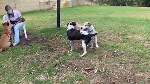 #happydogs #puppylove Despite being homeless, these youngs hounds are making the most of their time in lockdown! The pawesome foursome of Wags, Mr Splinks, Sago and Schweppes started their day with a brisk bush walk, sniffing, smelling and bumping bums! They arrived back to their kennels were breakfast was served. After a short recovery time, and when all the other pooches were walked, the foursome were taken into our large agility yard for some off lead, ruff and tumble time. Everyday, every do