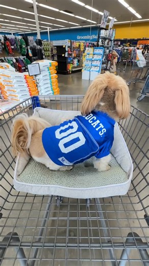 58 reactions | POV: You take your dog shopping and they act like it’s Disneyland  Shop local at Feeders Pet Supply for finds you won’t get at just any big box store! Bring your pup in and say hi — we love meeting new furry friends! #ShopLocal #FeedersPetSupply #PetParents #DogShopping | Feeders Pet Supply | Facebook