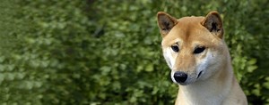 Canaan | Dog Breed Facts and Information - Wag! Dog Walking