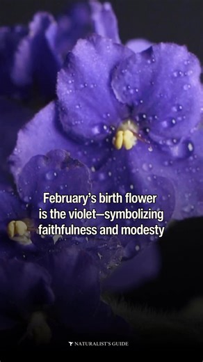 February’s birth flower is the violet which symbolizes faithfulness and modesty. #flowers | Naturalist's Guide