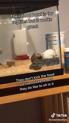 Keeping Button Quail: Tips and Tricks