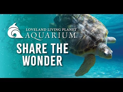 The Living Planet Aquarium ⎮ A Grand Adventure