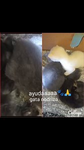 Caso externo Gatitos de dos o tres semanas de nacidos,los abandonaron...