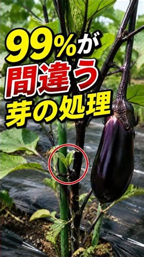 【茄子の仕立て方（収穫の方法と潜芽について）】