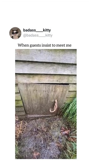 badass____kitty | Introvert diary Relatable cat meme Mom forcing meeting guest Angry cat AI cat videos #foryou #fyp #cat #catsofinstagram #cats... | Instagram