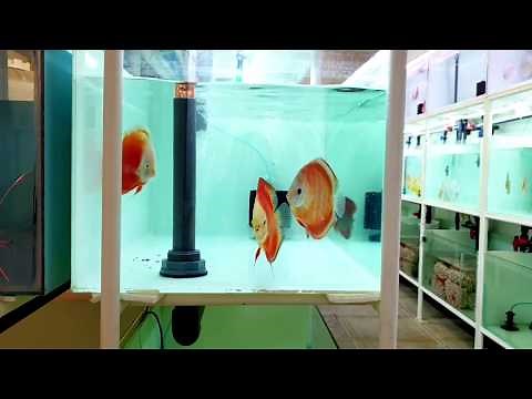 Discus pairing up signs, a clean farm of discus and pairing up behavior.