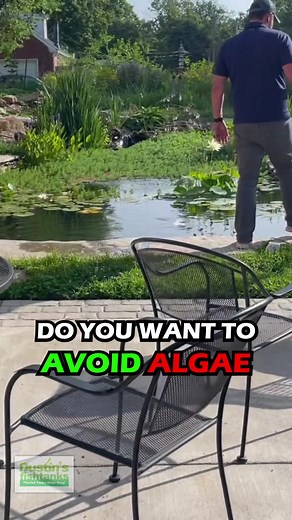 51K views · 522 reactions | HOW TO PREVENT ALGAE IN YOUR GARDEN POND!...