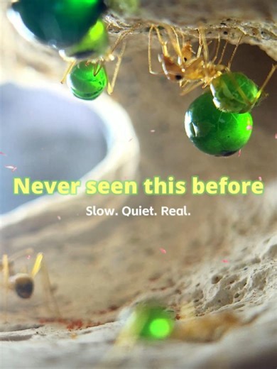 Never Seen This Before #honeypotantsecret #myrmecocystus #honeypot #honeypotants #antcolony