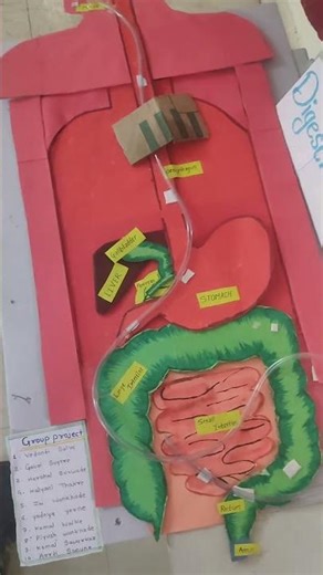 Human Digestive System | BSc Nursing Practical Project