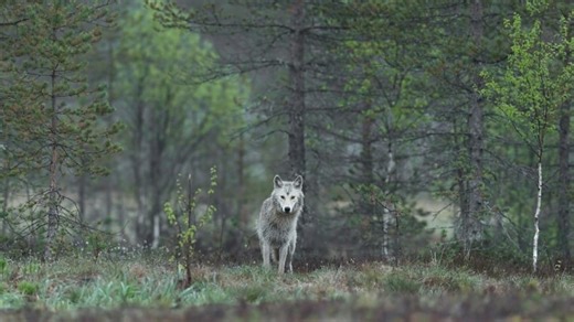 Study Busts Big Bad Myth That Wolves Are Growing Fearless of Humans
