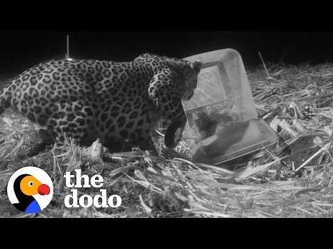 Watch This Mama Leopard Reunite With Her Baby And Carry Him Off In Her Mouth | The Dodo