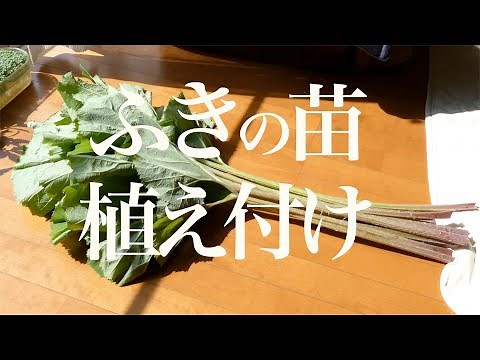 ふきの植え付け Japanese butterbur planting