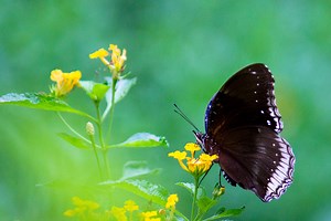 The top 10 plants for butterflies