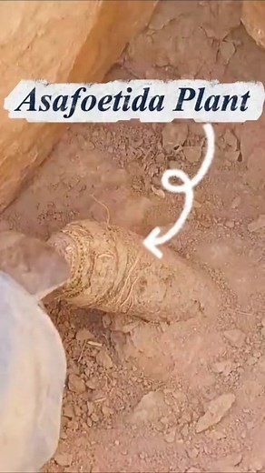 One pinch. Endless flavour. Pure & Natural Hing straight from the mountains. 🔥 Try it today — Order Now! | Cleira Organic