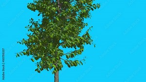 Sourwood Thin Tree is Swaying at The Wind Green Tree Leaves Are Fluttering Crown in Summer Computer Generated Animation Made in Studio