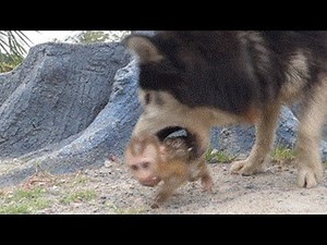 Baby Kaka.God warns Monkey Baby Kaka to be bitten by A Bee.Dogs play with baby monkeys.Wild Monkey