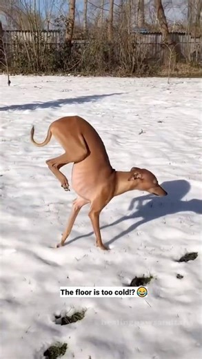 Dogs' First Snow Reactions - Try Not To Laugh! 😂❤️ #funnydogs #winter #snow