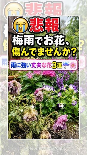 [Plant These for Rainy Season] 3 Hardy Flowers That Won’t Get Soggy and Thrive with Zero Effort! ...