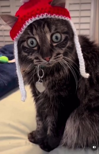 One Minute Cat Video - Cute Cats in Hats Compilation