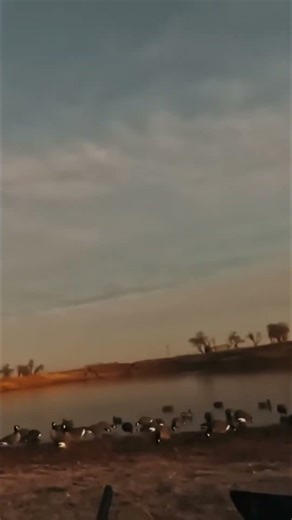 Watch This Dog Retrieve Ducks While Hunters Aim From a Blind! #shorts