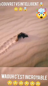 Voici deepnest un poisson pas comme Les autre contrairement 👇🏿😳😳🤯🤯 | découvert vs intelligente