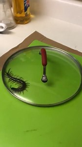 1.3K reactions · 268 shares | Caption Contest! Best Caption wins a SHRED-ER gift pack! (USA ONLY - WINNER SELECTED 11/20/23) (via: @CreepyOrg/TW) #bennyhill #centipede #gross #bugasalt #notarealgun #pestcontrol #fireyourflyswatter | Bug-A-Salt | Facebook