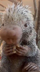 Tomorrow is National Peanut Butter Day but Rico the porcupine celebrates that every day! Rico gets peanut butter every morning that has his preventative supplements sprinkled on it. They are basically porcupine vitamins. | Cincinnati Zoo & Botanical Garden