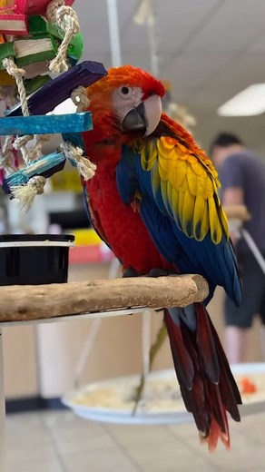 Omars Exotic Birds on Instagram: "Baby Scarlet Macaw Available at Lake Forest Hatched 3/14/25 Hand feeding 3x a day still $5,499 This baby is looking for his/her forever home! A $300 non-refundable deposit marks it sold and then you have the remaining time while it’s weaning to pay the balance. If you’re interested, stop by or Lake Forest store! 🤍 #scarletmacaw #babymacaw #macaw #scarlet #omarsexoticbirds #omarsbirds #omarslakeforest"