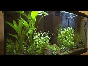 Zakládáme akvárium