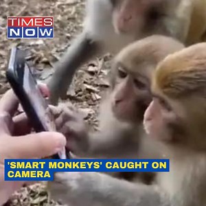 12K views · 84 reactions | Monkeys Scroll Through Smartphone Like Humans, Video Goes Viral #SmartMonkeys #ViralVideo #News #TimesNow #TimesNowNews | TIMES NOW | Facebook