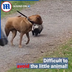 This angry badger is terrorizing everyone!😬🦡 | Daily Mail US