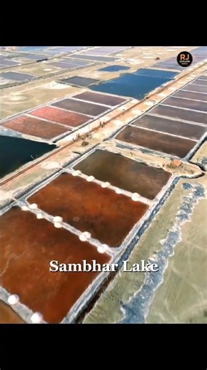 Flamingos Sirf India Kyun Aate Hain? 🦩🇮🇳 | #flamingo #shorts #india