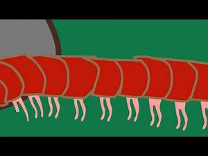 The Thousand-Legged Worm