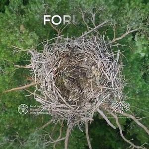 From cutting-edge drone and satellite technology for forest monitoring, to sustainable substitutes derived from trees for plastics, building materials & fabrics, innovation can help us: ✅ restore ✅ protect ✅ manage, & ✅ use our forests sustainably. #ClimateAction via Food and Agriculture Organization of the United Nations (FAO) | United Nations Biodiversity