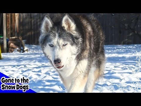 Oakley the Husky | The Story of Oakley our Rescued Husky