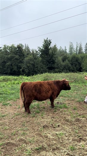 Highland Cattle Farming Insights from Oregon