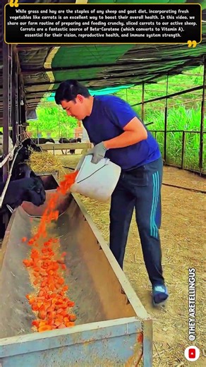 How to Keep Your Sheep Healthy and Shiny with This Simple Vegetable Hack #farmlife #herd #farming