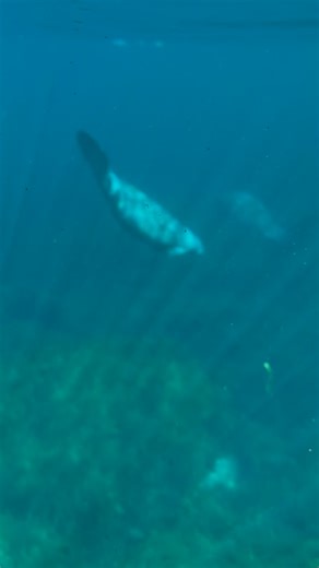 💙 November is Manatee Awareness Month! 💙 As temperatures drop, manatees migrate to Florida’s warmer springs—where they depend on healthy eelgrass and aquatic vegetation to survive. 🌿 Healthy waterways mean healthy manatees. Every effort to restore and protect our rivers and springs helps these gentle giants thrive. (Watch until the end to see what paradise looks like for a manatee!) 🔗 Learn more Florida’s manatees: flwildfed.org/florida-manatee #ManateeAwarenessMonth #KeepFLWild #FWF #Florid