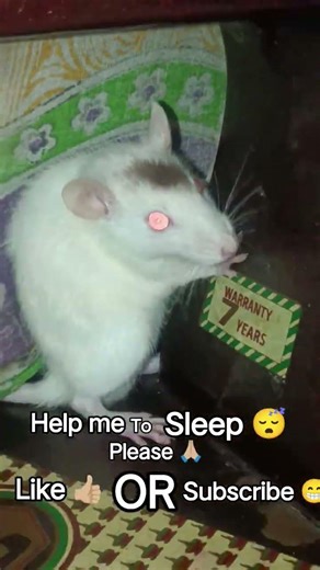 please help me to sleep 😴 please like 👍🏼 and subscribe 🙏🏼 #trending #whiterat #rat #pets #cuterat #😴