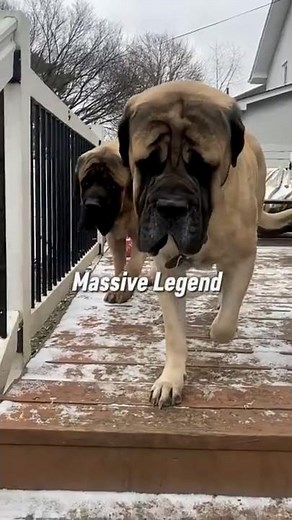 Top 10 Heaviest Dog Breeds in the World | Biggest Dogs Ever
