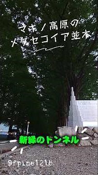 マキノ高原のメタセコイア並木〜新緑のトンネル #放浪旅 #ドライブ #並木道 #滋賀県 #高島市