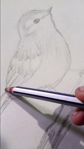 How to draw a realistic bird for beginners