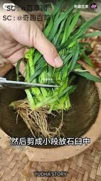 JANGAN CABUT! Rumput Kawat/Cynodon Dactylon Pinggir Sawah Ini Ternyata Resep Rahasia Para Leluhur!🤯🤯