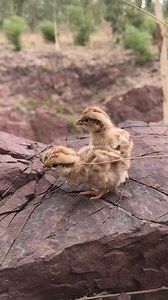 85K views · 2.4K reactions | #PartridgeChicks #BabyPartridge #WildPartridge #PartridgeFarm #PartridgeBreeding | HB Birds | Facebook