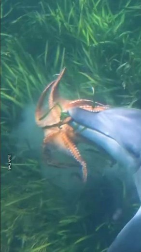 Dolphins Show Divers How to Catch An Octopus! 🐙🐬